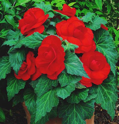 Scarlet Begonias